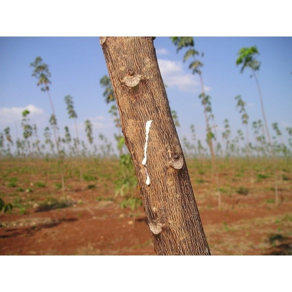 Natural rubber Natural rubber